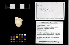 Foto (Objekt + Etikett) von Pithonoton marginatum (von Meyer, 1842)  (NHMW-GEO-2014-0194-0891)